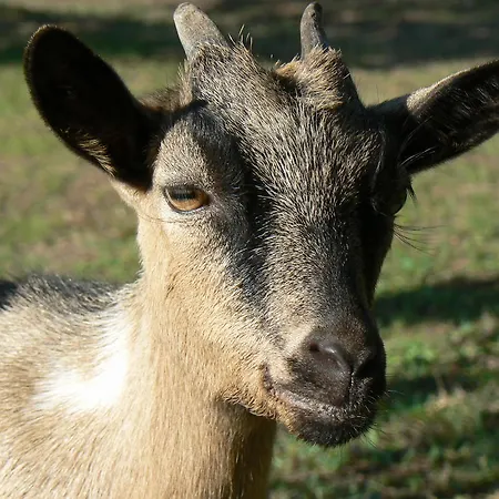 Les Persiennes Vendégház